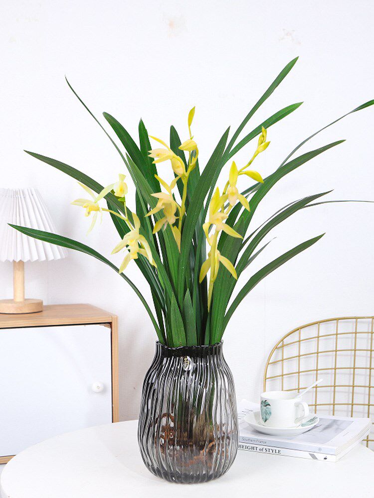 水培植物兰花墨兰浓香桌面盆栽客厅室内好养常青耐寒绿植盆景花卉