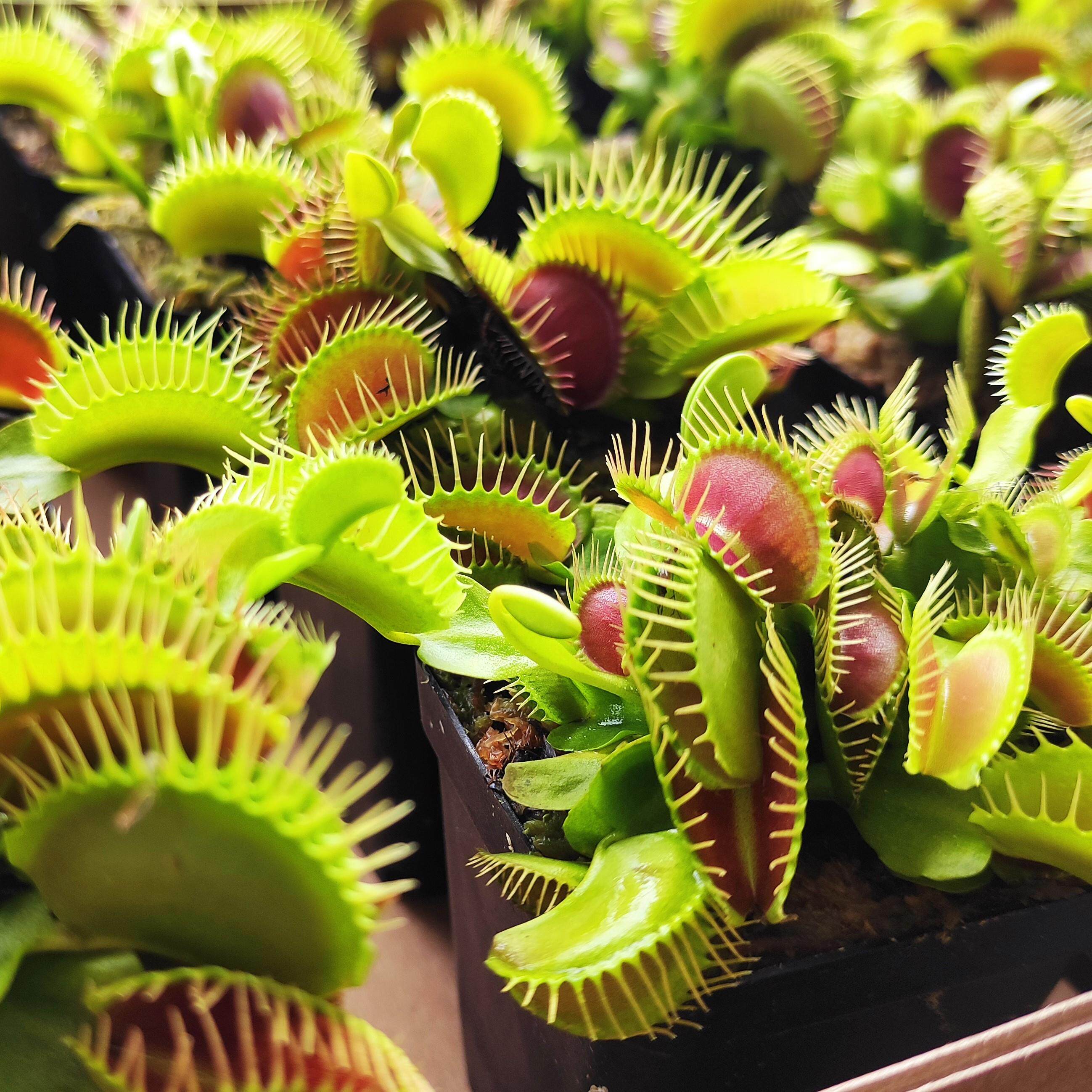 【春季特卖】绿植泰坦美人齿铁塔巨人捕蝇草巨夹大捕虫草食虫盆栽