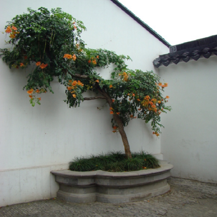 凌霄花苗凌霄树苗楼顶阳台庭院绿化苗木攀援爬藤植物盆栽花卉别墅