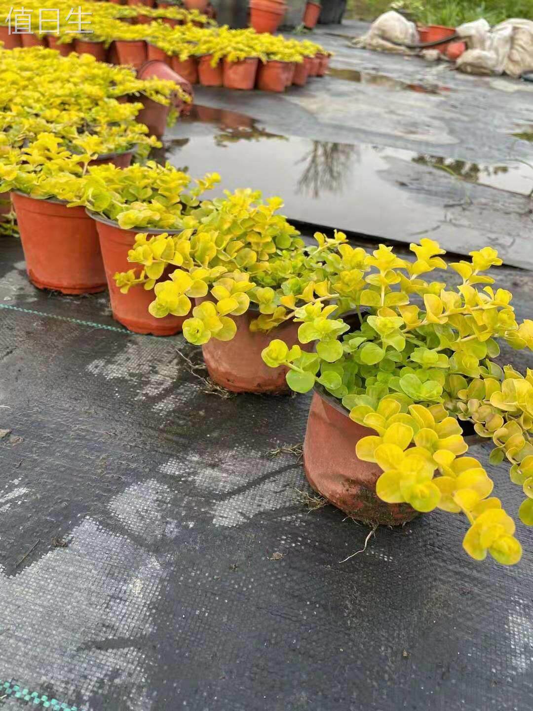 金叶过路黄 盆栽匍匐地被可垂吊多年生耐热耐寒观叶常绿花境植物