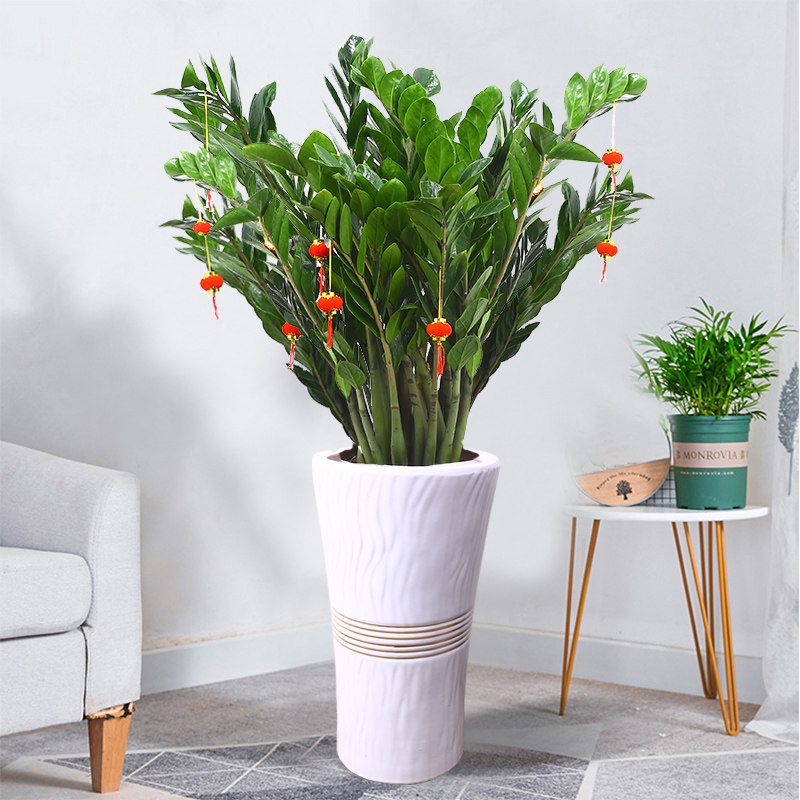 金钱树盆栽客厅大型绿植办公室内大颗发财树四季好养乔迁新居植物