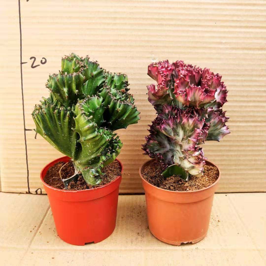 金麒麟 彩 黑 富贵玉麒麟龙骨 嫁接多肉植物室内盆栽花卉