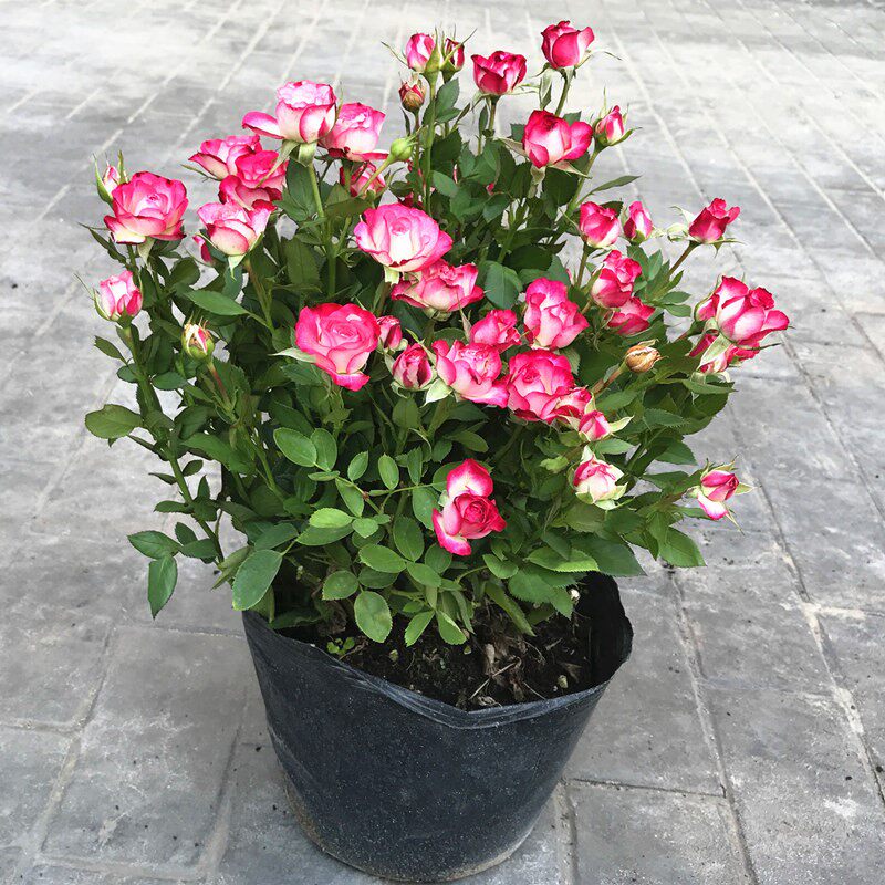 【小桃红玫瑰花苗】复色浓香切花月季灌木多头丰观花植物花卉盆栽