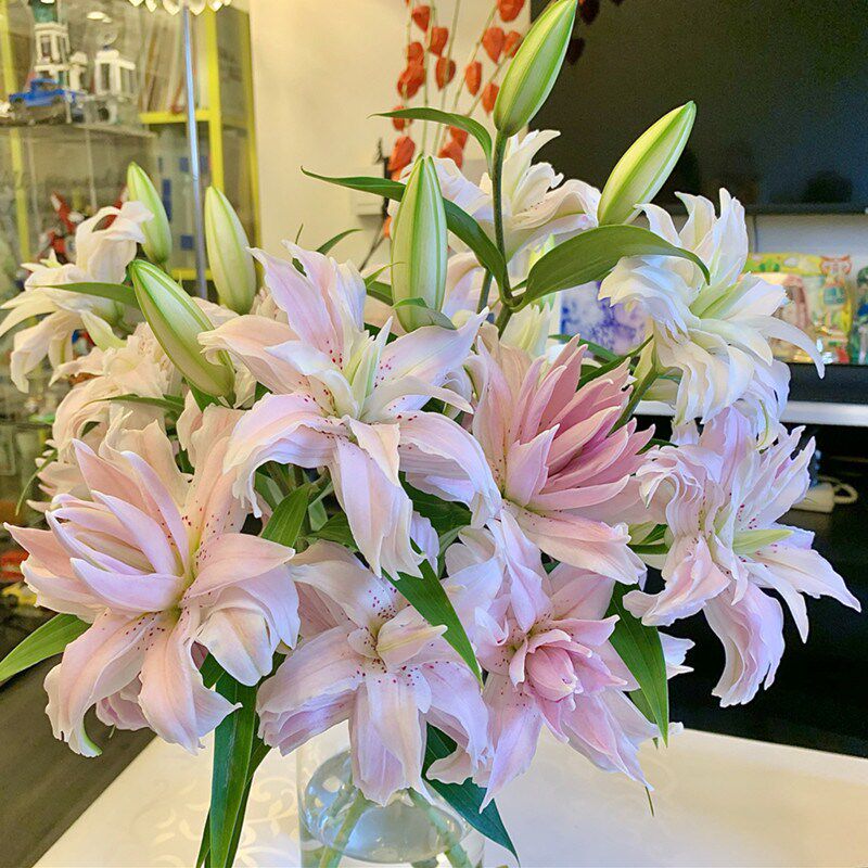 荷兰进口重瓣百合种球香水百合盆栽花苗阳台四季百合花多花苞浓香