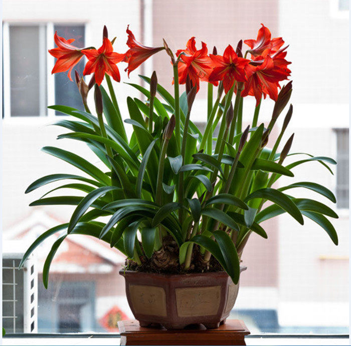 盆栽绿植花卉朱顶红 对子莲朱顶兰花阳台观花植物当年开花