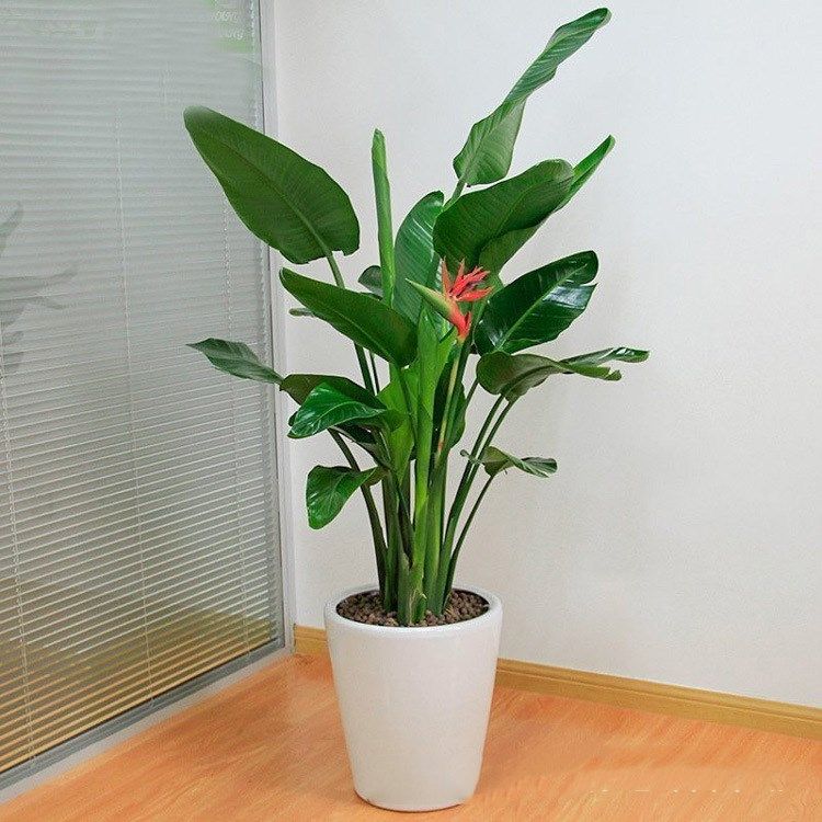 鹤望兰天堂鸟室内大型绿植盆栽植物花卉净化空气除吸甲醛带盆栽好