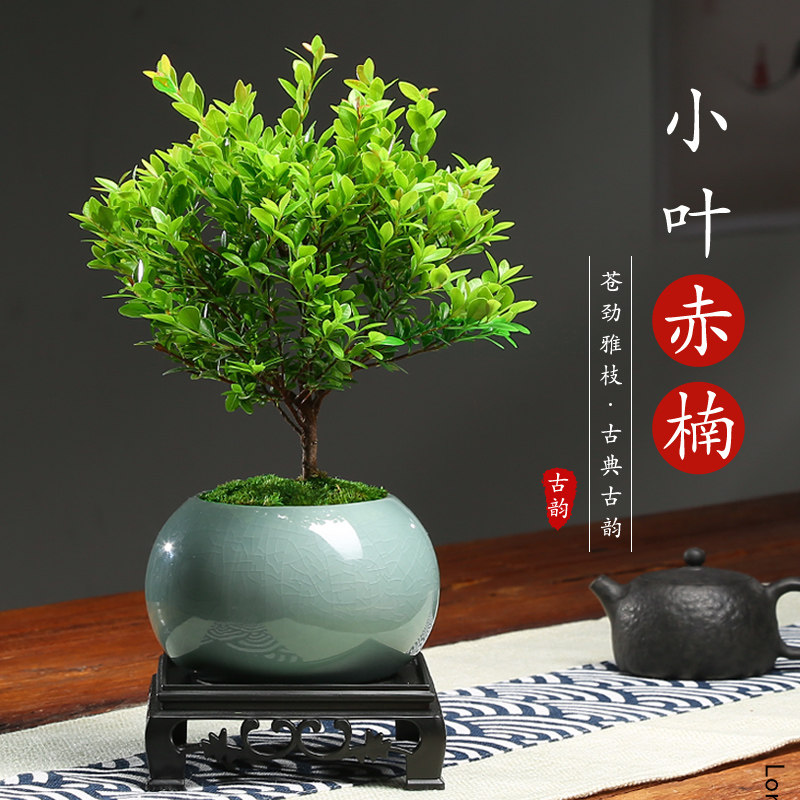 正宗小叶赤楠金丝楠盆栽树苗室内办公室绿植小叶紫檀盆景桌面植物