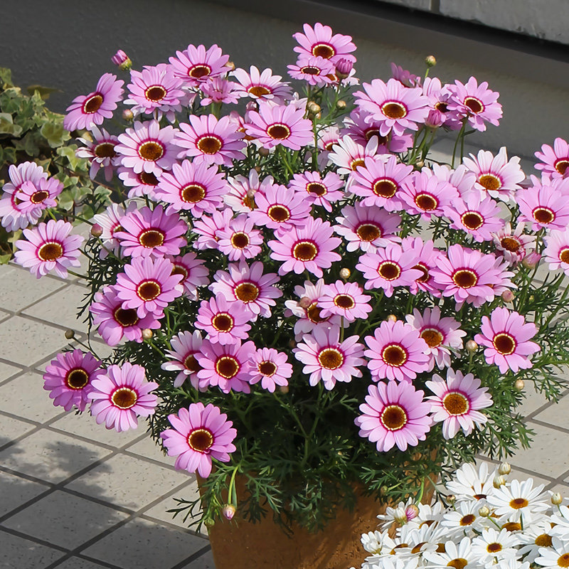 玛格丽特花苗菊盆栽带花苞阳台庭院耐寒花卉花期长易爆盆小雏菊花