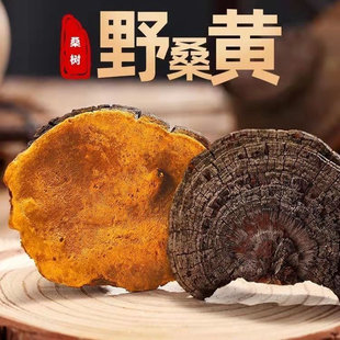 桑黄野生正品桑树桑黄西藏野生桑黄云南野生桑黄种药材桑黄超微粉