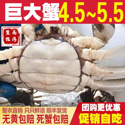 固城湖大闸蟹4两5两6两大蟹