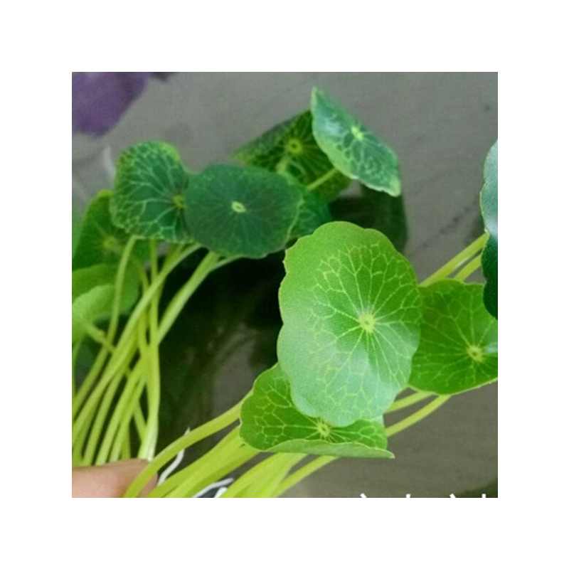 假植物木棉花圣诞节装扮金钱叶