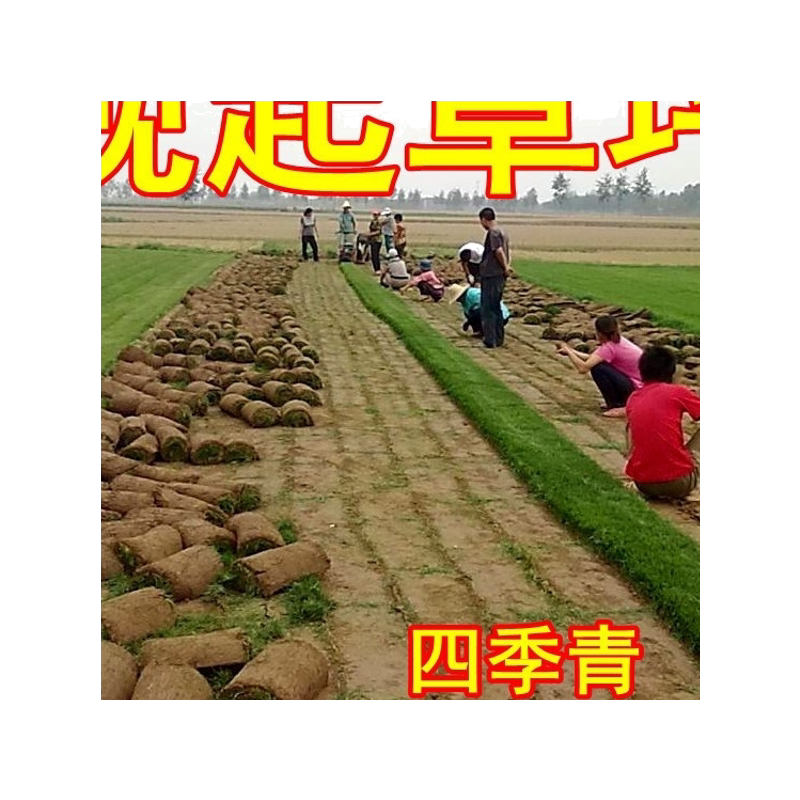 四季青绿植带泥土庭院别墅果岭