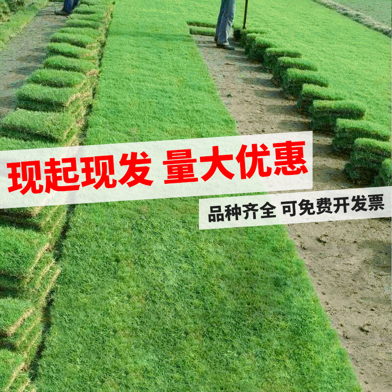 四季青带泥土马尼拉庭院果岭草