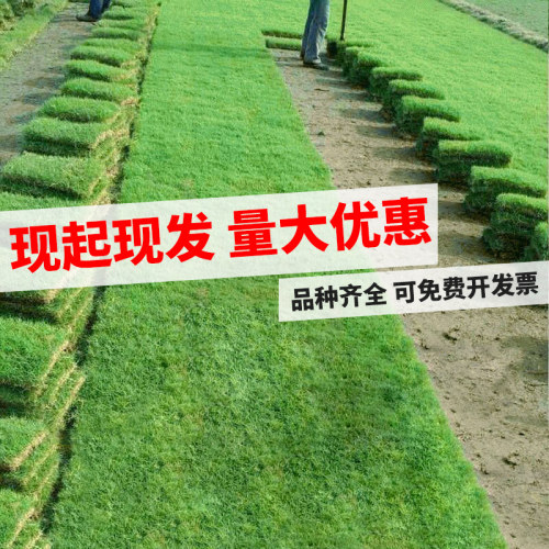 四季青带泥土马尼拉庭院果岭草