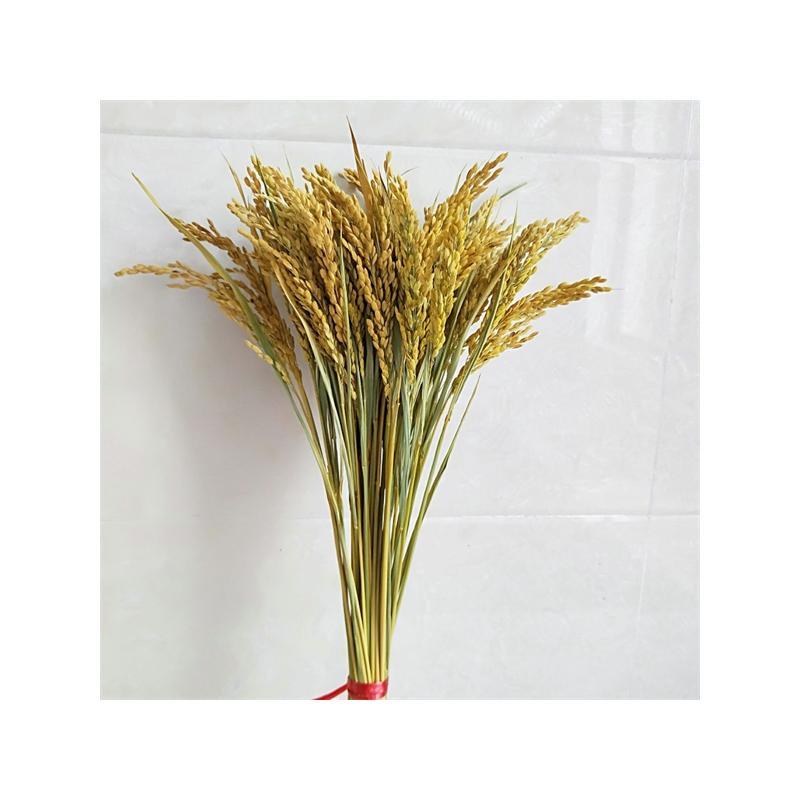 稻穗装饰 纯天然真稻子稻谷干花 桌摆造景布景 丰收拍摄影道具