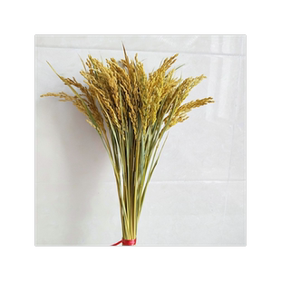 稻穗装饰 纯天然真稻子稻谷干花 桌摆造景布景 丰收拍摄影道具