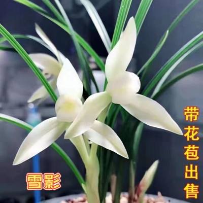 名贵精品带花苞 兰花苗雪影 春兰浓香型 兰花室内客厅阳台盆栽