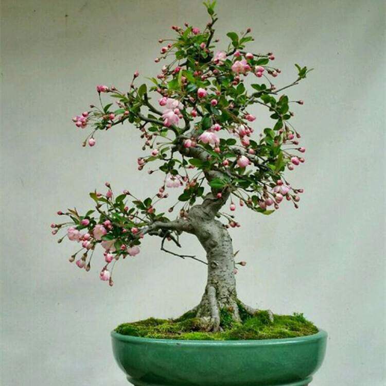 精品海棠花盆景 海棠老桩室内盆栽树苗 红宝石海棠 四季开花植物