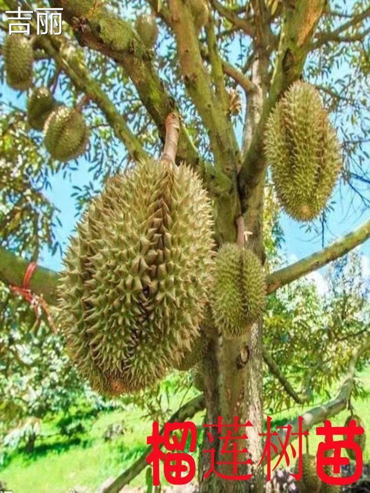 榴莲树果苗嫁接金枕头猫山王南方种植盆栽阳台庭院泰国榴莲树苗