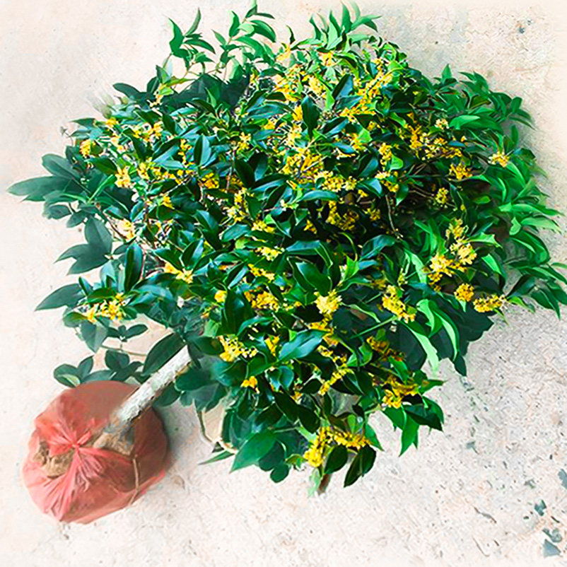 适合家门口种的树桂花树苗盆栽庭院植物金桂丹桂浓香型花卉四季开