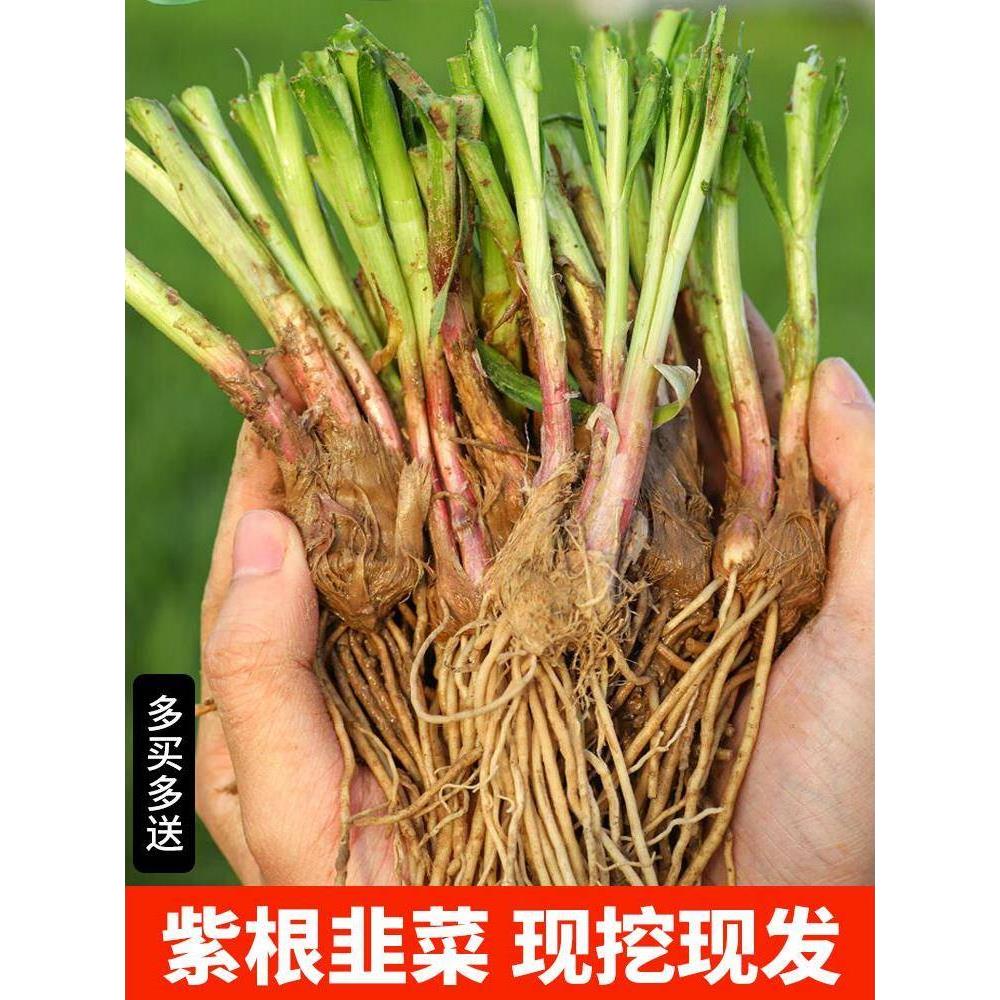 现挖红根宽叶韭菜根苗四季种子种籽子阳台苗紫根盆栽籽种小叶根土