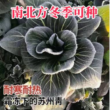 黑大头矮脚苏州青种子青梗菜种子香甜无纤维四季播小白菜好吃蔬菜