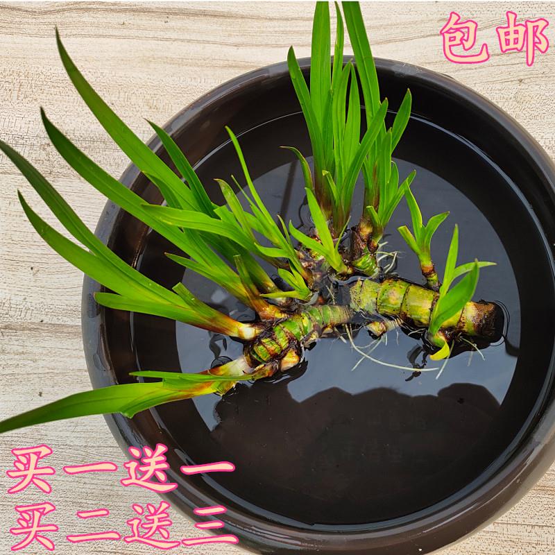 菖蒲水生植物花卉绿植水培微景观阳台龟缸水养盆栽盆景庭院绿植-封面