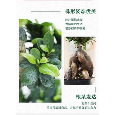 人参小叶榕树盆景大型老桩提根树苗办公室内桌面金钱绿植盆栽花卉