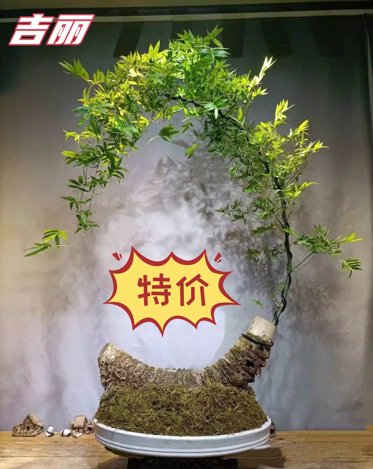 禅意小叶簕竹簕竹老桩盆景