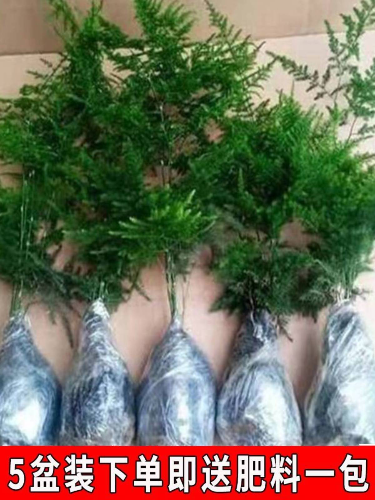 推荐文竹盆栽植物室内空气