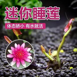 迷你小型睡莲根块池塘水池水培植物盆栽水养水生花卉荷花碗莲根茎