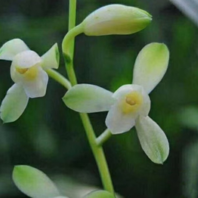 翠衣仙子 细叶纤纤高花 香气清甜又名小宫粉四季兰建兰盆栽