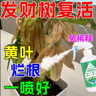 发财树专用营养液黄叶枯叶烂根专用药肥料叶子黄了怎么办复活夜
