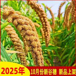 黄谷子鸟粮带壳喂鸡鹦鹉鸟食带壳小米新粮种子粮玄凤虎皮饲料种籽