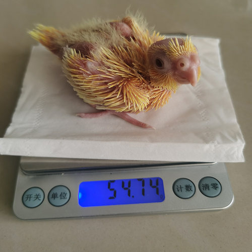 电子秤宠物专用用品药物称重小型天平黄金0.01g克高精度准电子秤1