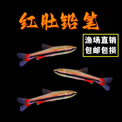 红肚铅笔橘色铅笔鱼红头红肚铅笔灯观赏鱼水草缸群游小型热带活体