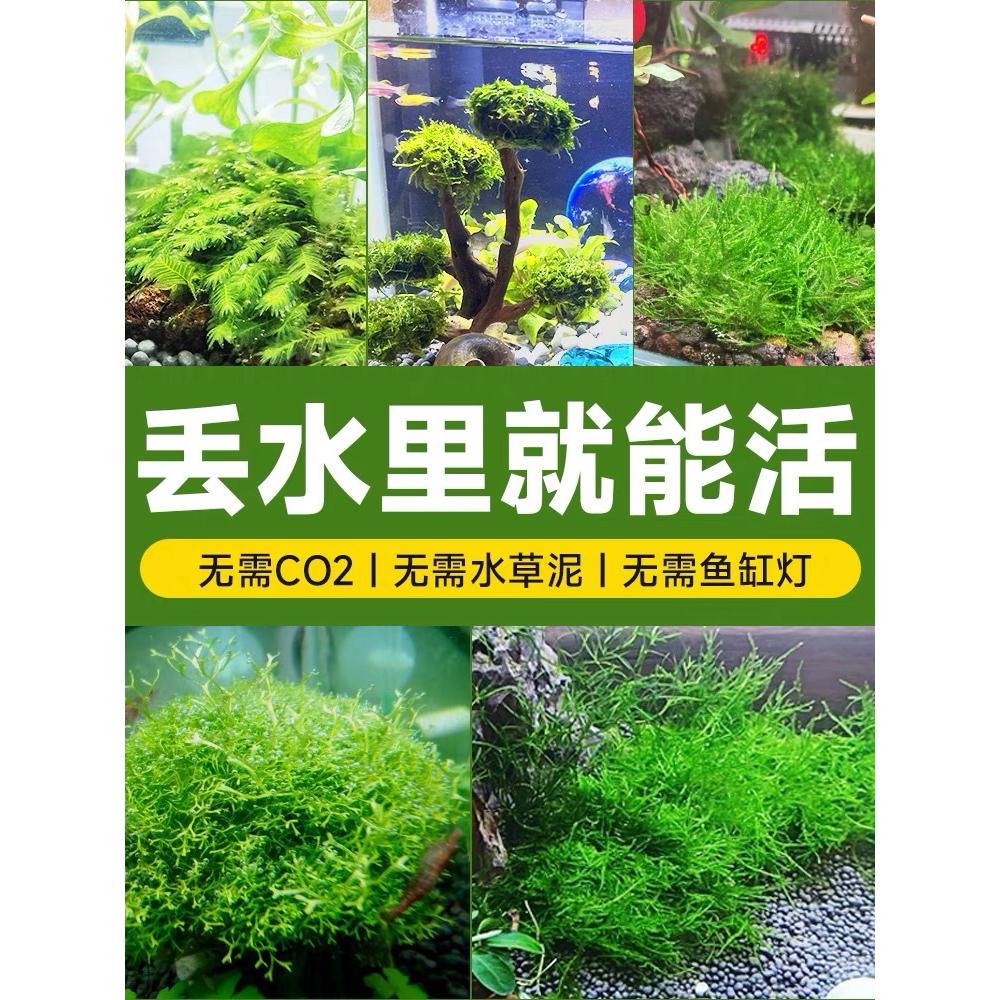 红绿鱼缸水草植物生态造景真草摆件阴性阳性蜈蚣绿菊水榕好养活盆高性价比高么？