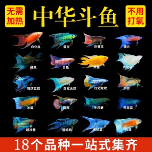 中国斗鱼组合胭脂红无纹蓝澳火玄黄金蓝叉白兔蓝蛇小型观赏鱼淡水
