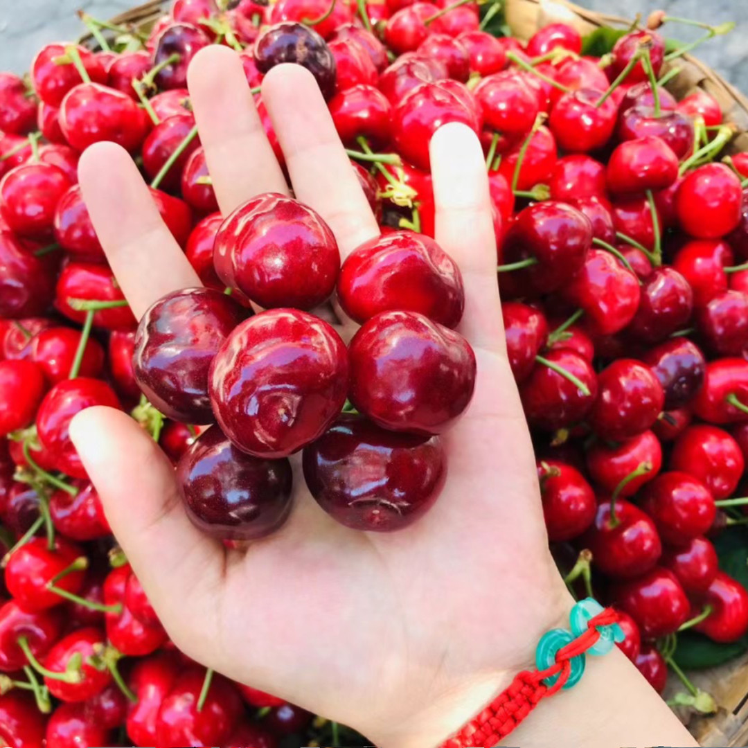 四川汶川车厘子甜樱桃新鲜水果当季孕妇水果脆甜多汁,水产肉类/新鲜蔬果/熟食,车厘子/樱桃,淘宝优惠券,粉丝福利购,淘宝优惠卷