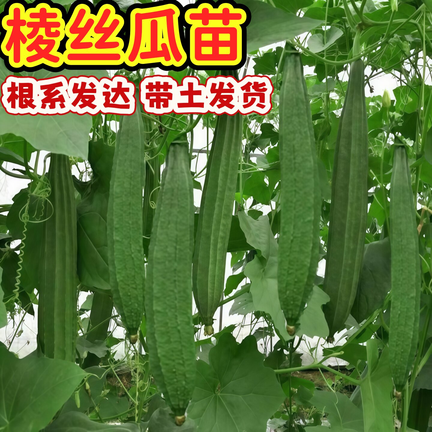 正宗棱丝瓜苗丝瓜苗棱角蔬菜菱角种苗/半成品盆栽