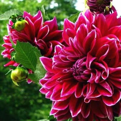 进口大丽花种球多年生四季室内花卉盆栽庭院植物大丽菊地瓜花球根