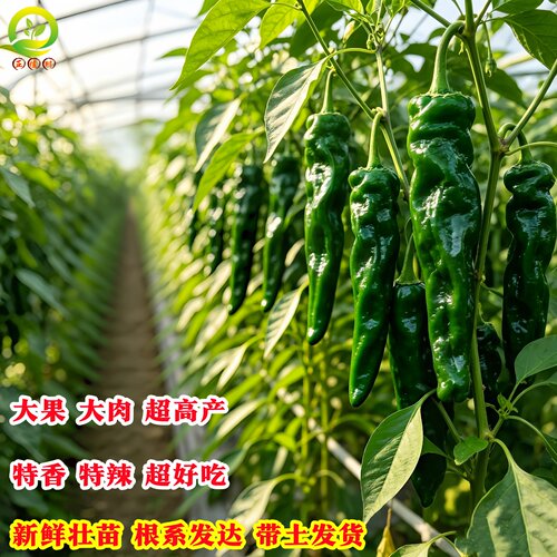 香辣皱皮椒苗带根带土大果泡椒