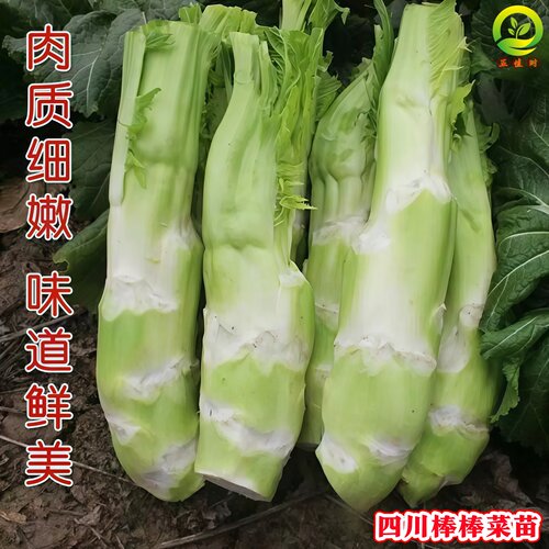 秋季蔬菜棒棒菜抱儿菜苗