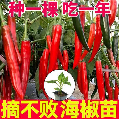 摘不败海椒秧苗带土香辣美人椒线椒朝天椒红小米辣椒种子四季盆栽