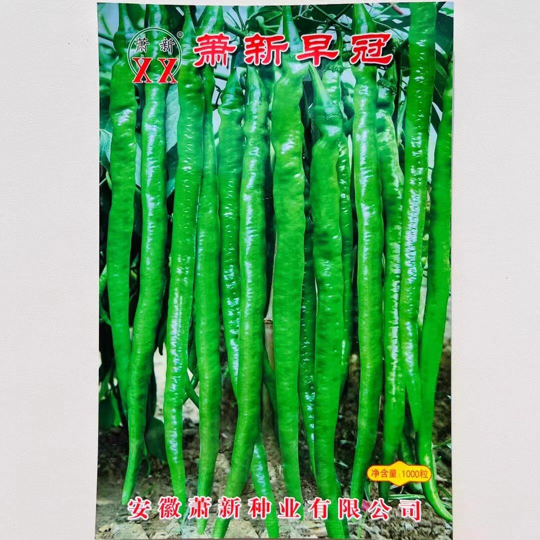 早冠辣椒种籽孑超长线椒顺直超辣种苗/半成品盆栽