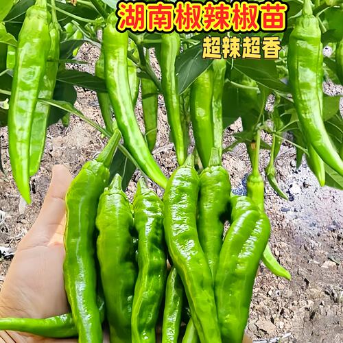 正宗湖南椒辣椒苗四季盆栽小米辣朝天椒螺丝椒高产庭院阳台种植苗