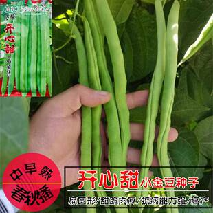开心甜小金豆四季豆架豆角种子味甜肉厚扁圆形早熟高产耐热耐寒