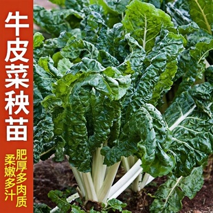 牛皮菜苗秧苗种籽莙荙菜重庆根达菜籽种孑厚皮菜青菜菜苗君达菜苗