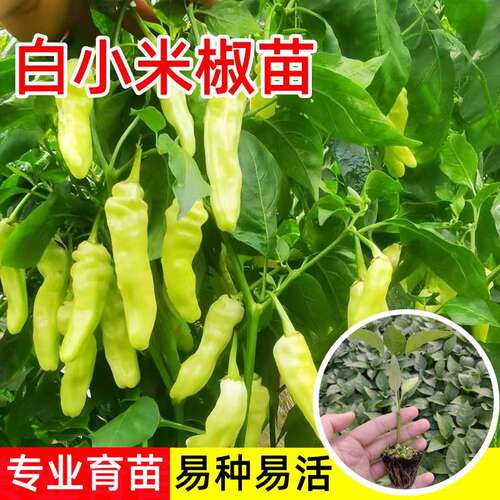 正宗野山椒苗泡椒苗四季小米椒苗辣椒苗秧苗朝天椒苗海南云南广西