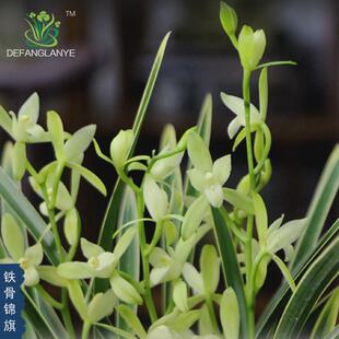 兰花金边兰花浓香型四季建兰素心 铁骨锦旗 四季室内花卉绿植盆栽